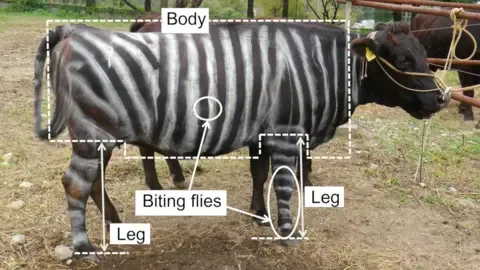 Zebra Cows and Non-Stick Cuisine Secure Lighthearted Academic Prizes
